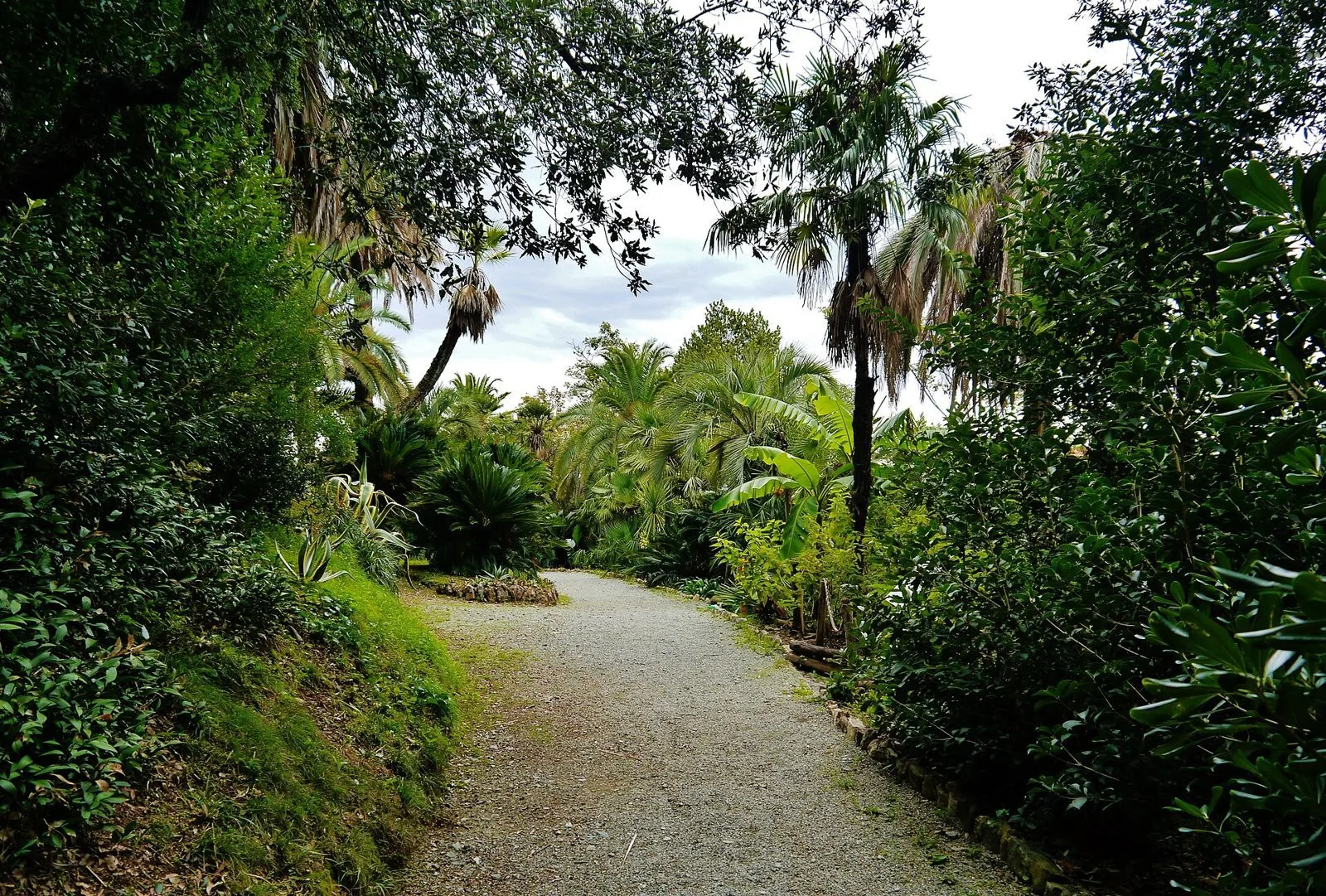Viale di ghiaia tra palme e piante tropicali nel parco storico di Villa Durazzo Pallavicini a Pegli